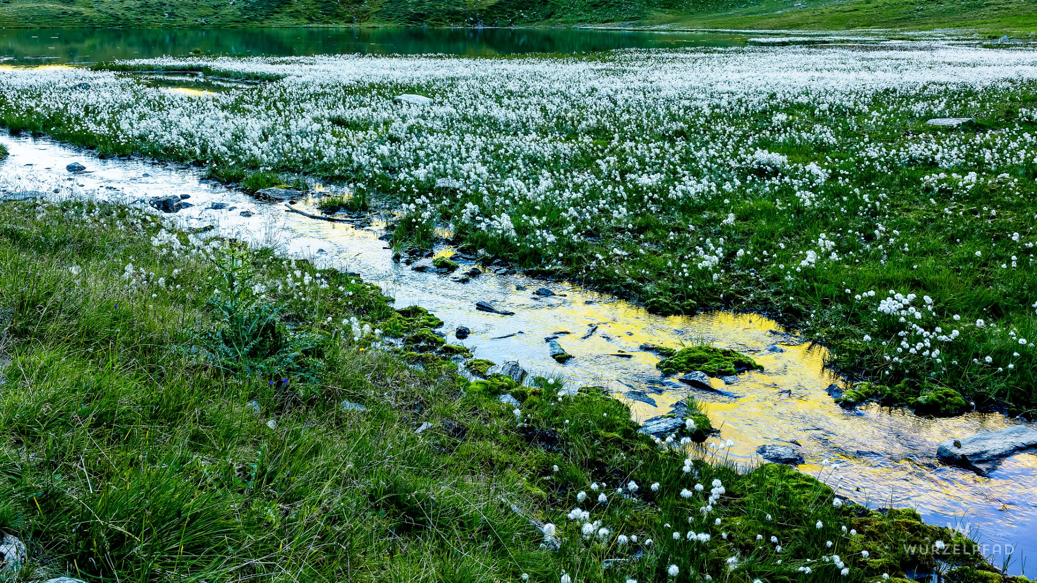 Wollgras am Bergersee
